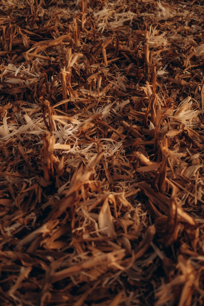 Broken Cornstalks And Crop Debris Can Cause Injuries