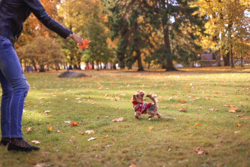 Teach Your Dog A Reliable Recall