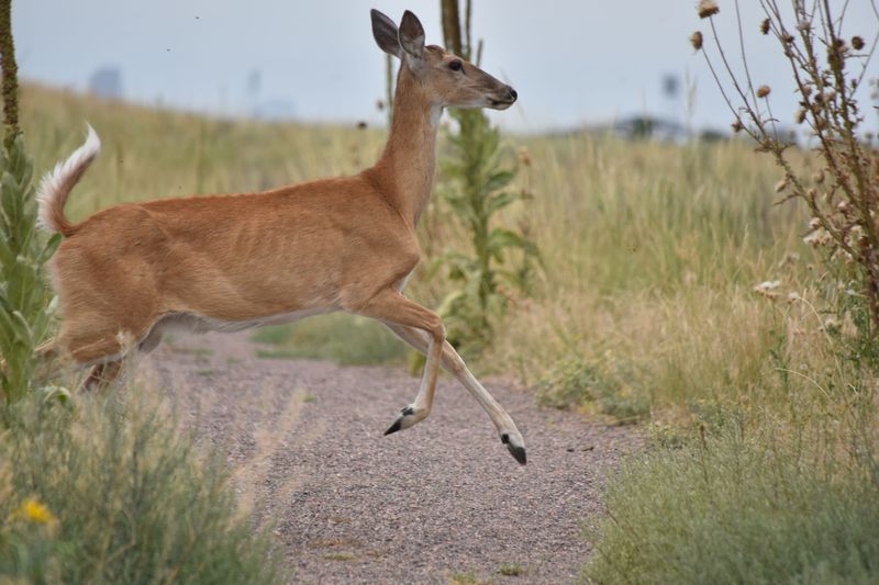 Wildlife Encounters May Look Different