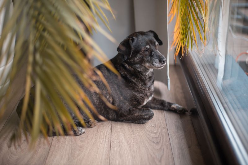 Have A Plan For Dogs That Need Frequent Potty Breaks
