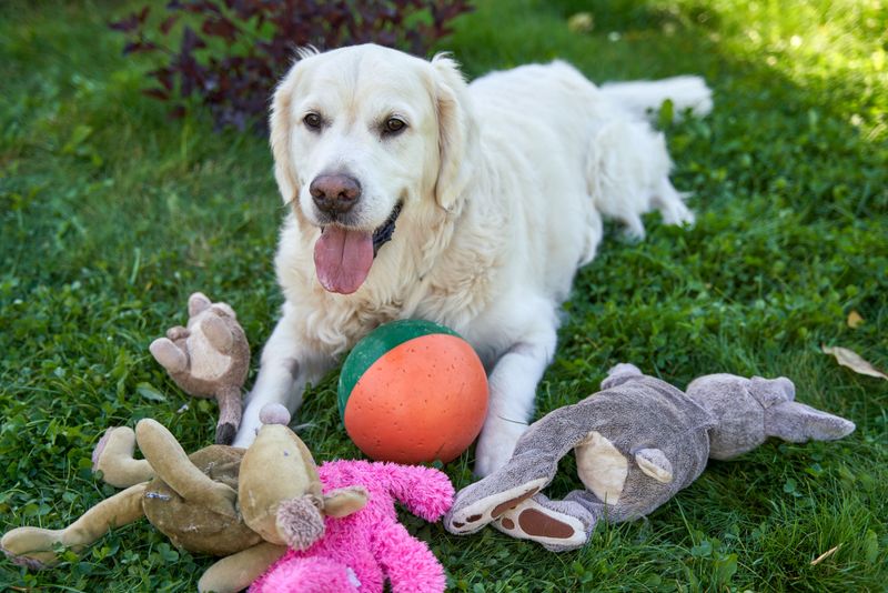 Protect Dog Bowls, Toys, and Bedding