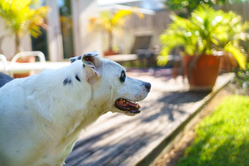 Check Around Your Home Before Letting Dogs Outside