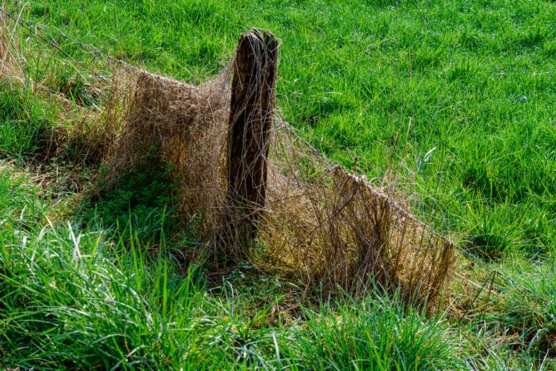 Recognize Warning Signs Around Old Pastures
