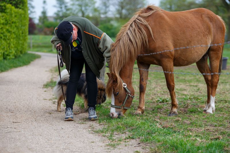 Teach Your Dog to Stay Calm Around Horses
