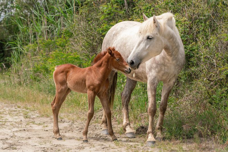 Avoid Walking Between Horses and Their Foals