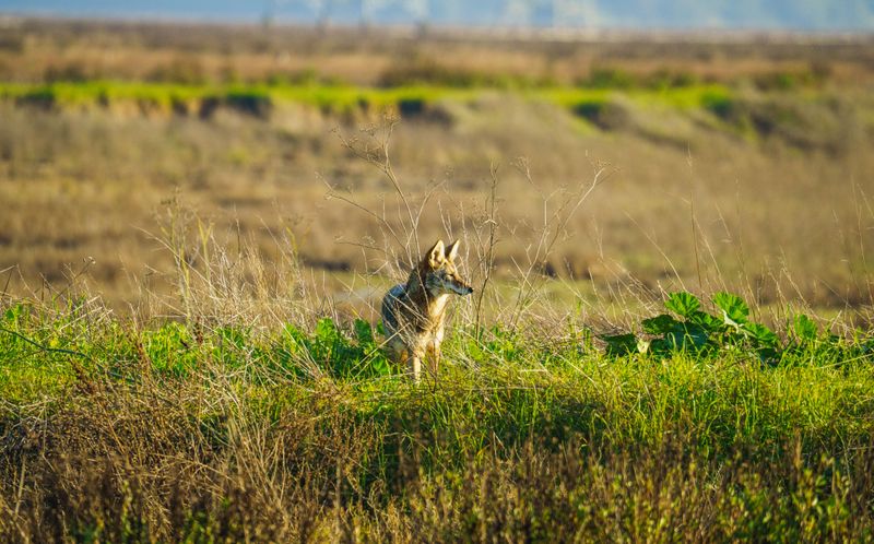 Check for Wildlife That Could Threaten Your Dog