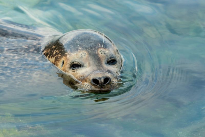 Report Injured Seals to the Right People
