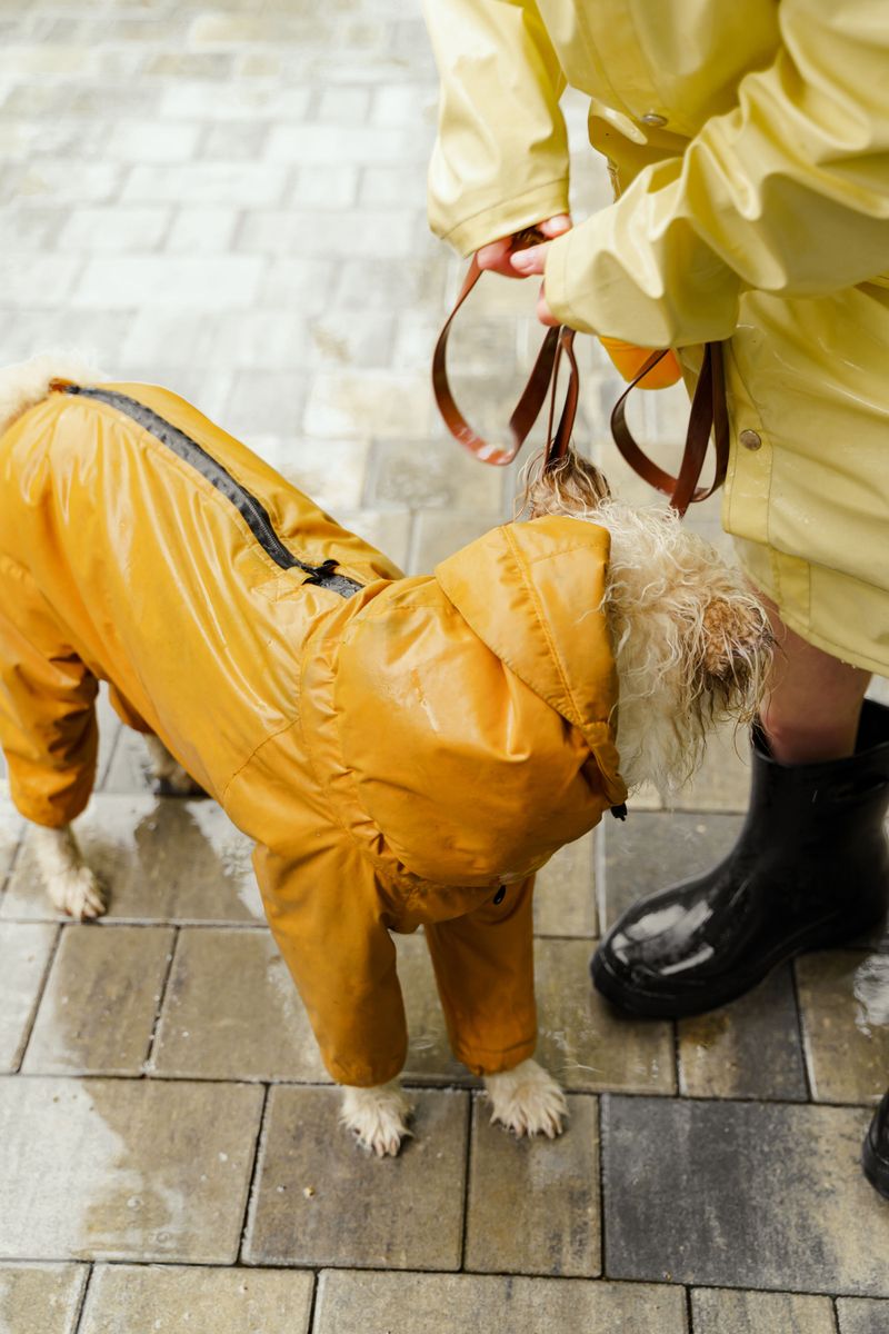 A Weather-Ready Dog Walking Kit Saves Time