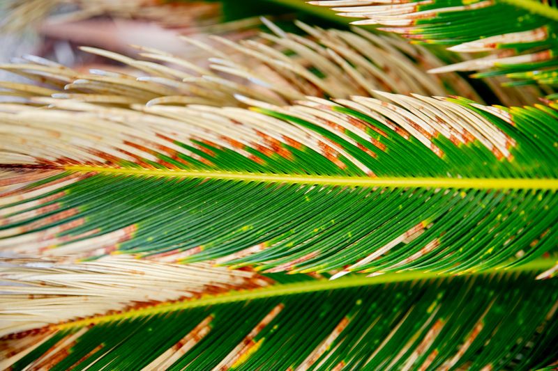 Summer Heat Does Not Neutralize the Plant