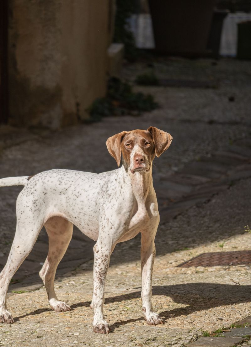 English Pointer: Built for Big Quail Country