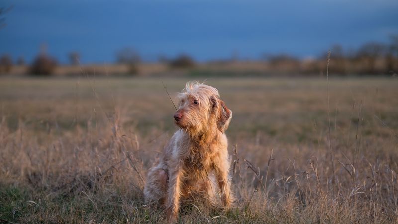 Spinone Italiano: A Thoughtful Pace Through Cover