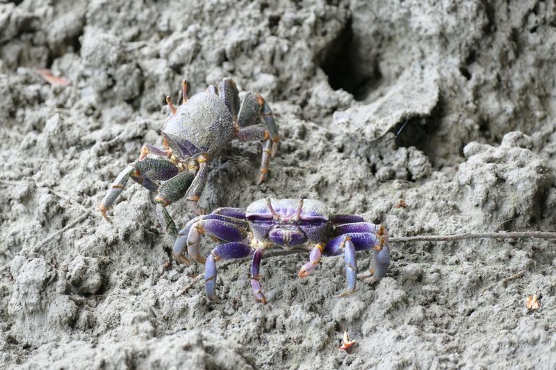 Hidden Holes And Uneven Ground Affect Footing