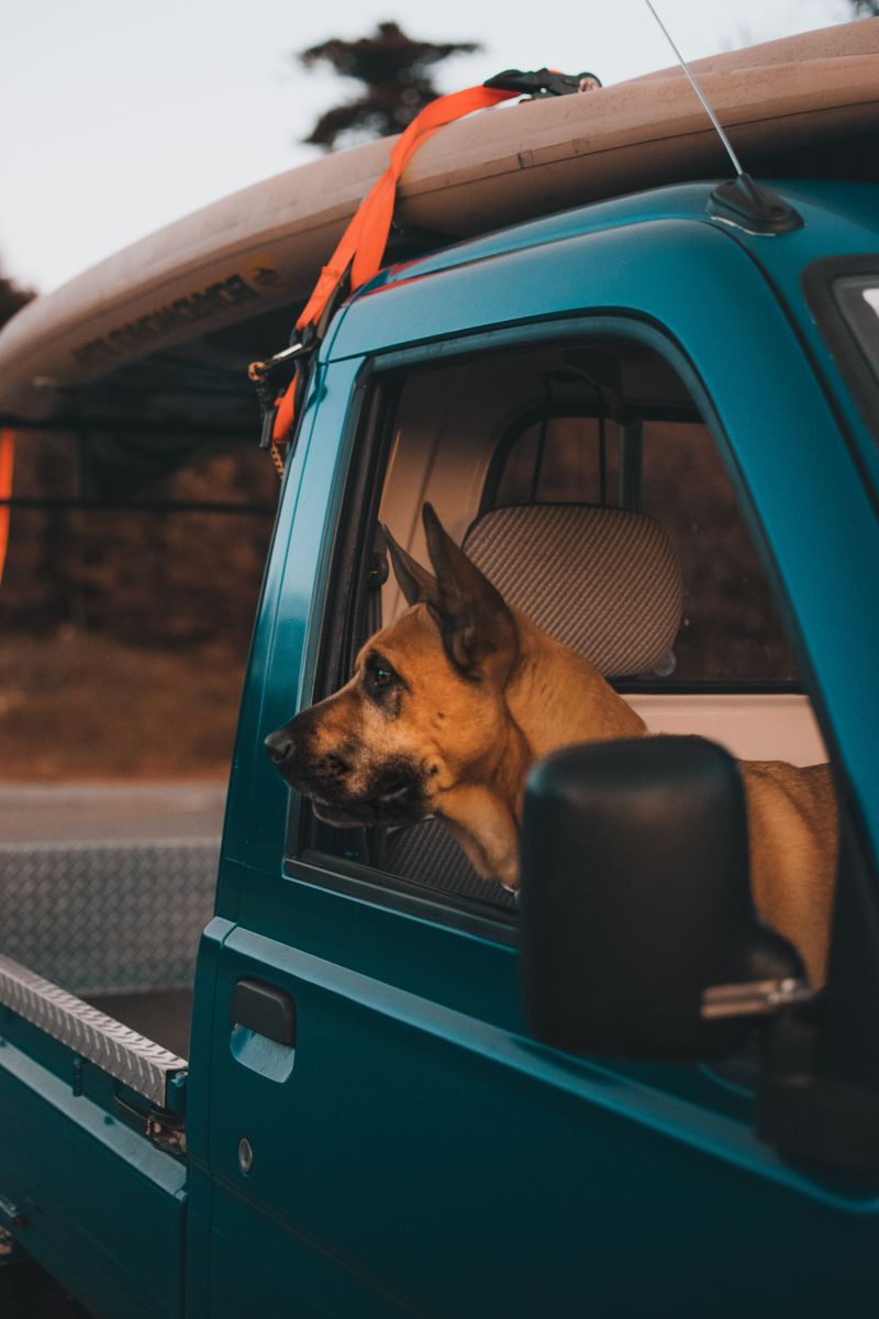 California Law on Dogs Riding in Pickup Beds