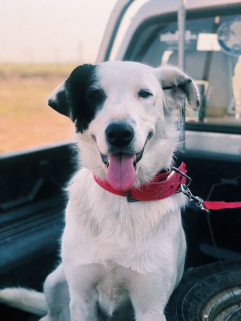 Why Tying a Dog by the Collar Is Dangerous