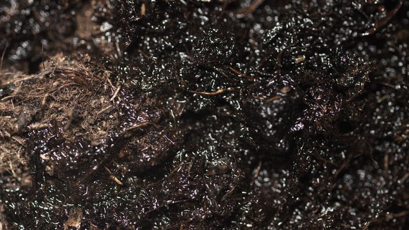 Why You Cannot Identify Blastomyces By Looking At Soil