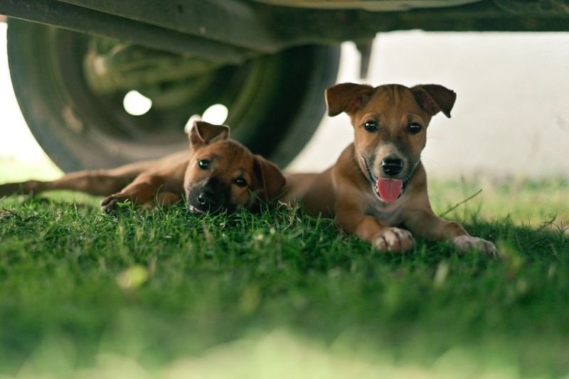 Florida’s Summer Heat Changes the Adoption Decision