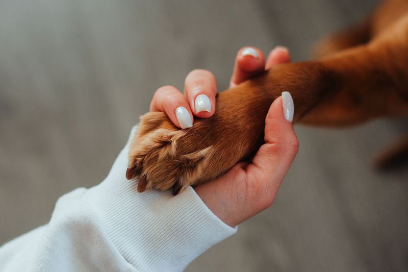 Compensation After the Loss of a Dog