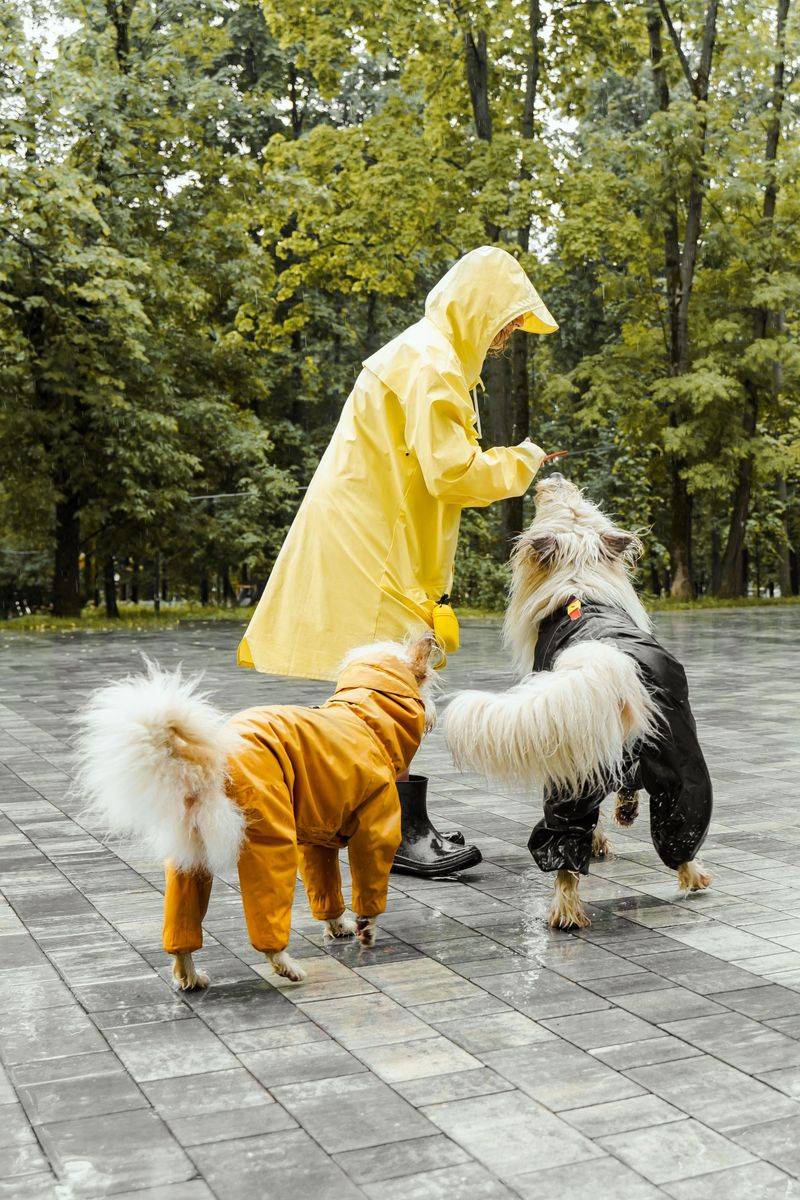 Could Damp Areas or Mold Bother My Dog?