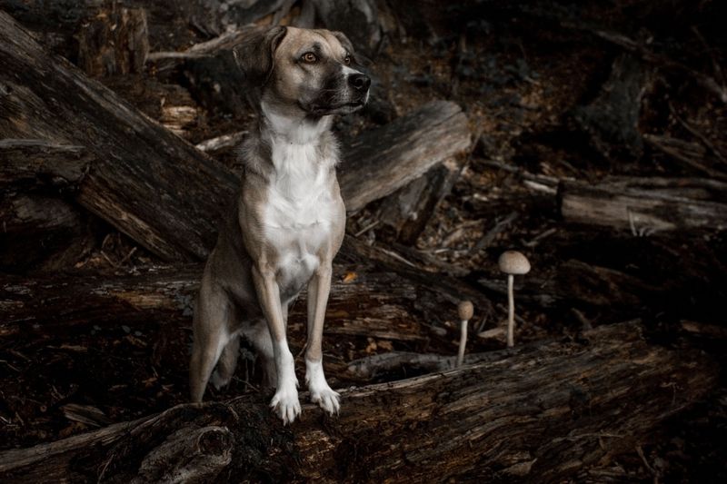 What Blastomycosis Is And How Dogs Become Exposed