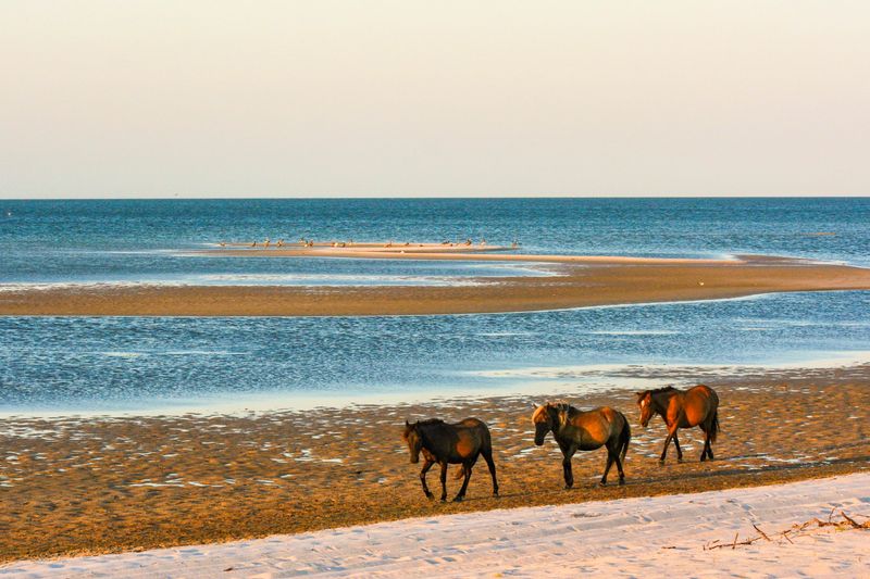 Know Which Outer Banks Beaches Have Wild Horses