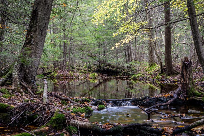 Northern Forests Give Porcupines What They Need