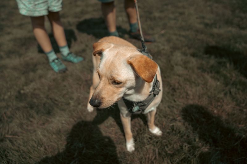 Recognize Sinkholes Before Letting Your Dog Roam