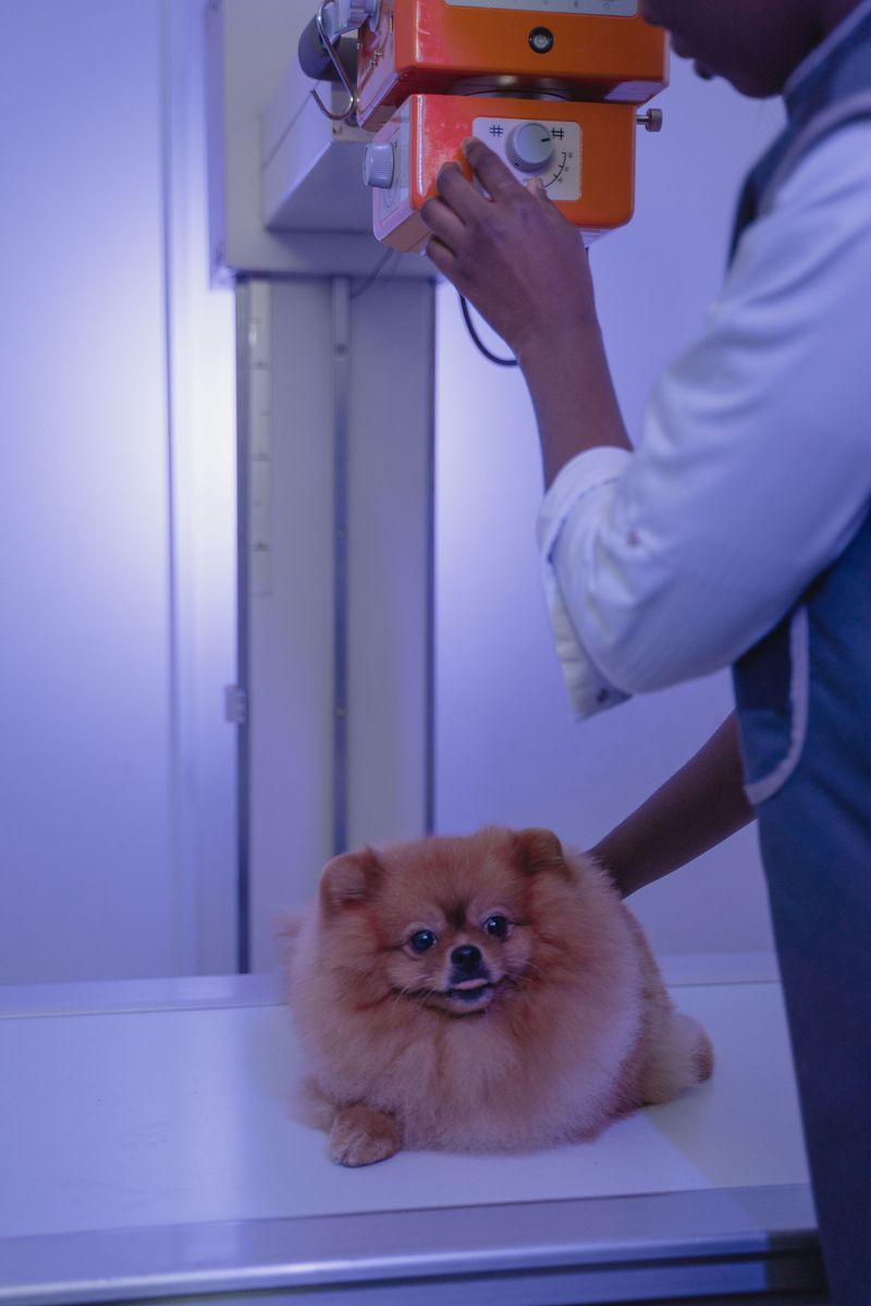 How Veterinarians Test For Blastomycosis