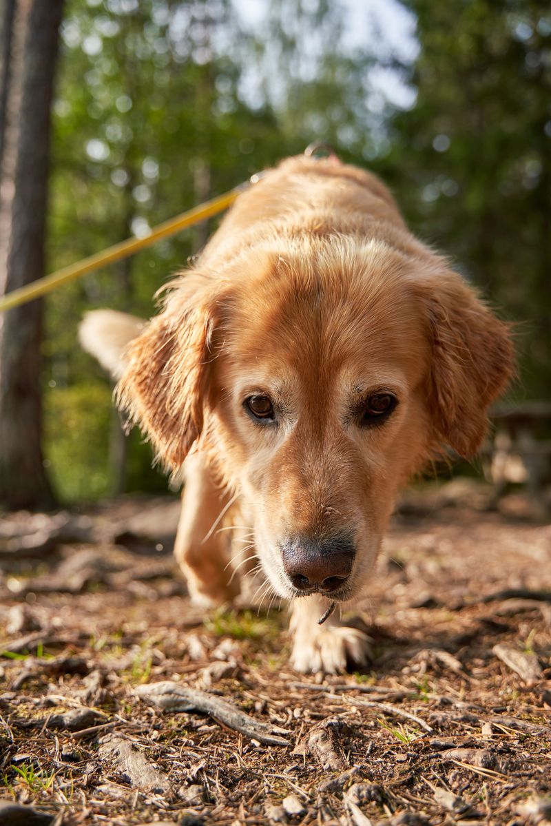 Why Dogs May Encounter Copperheads