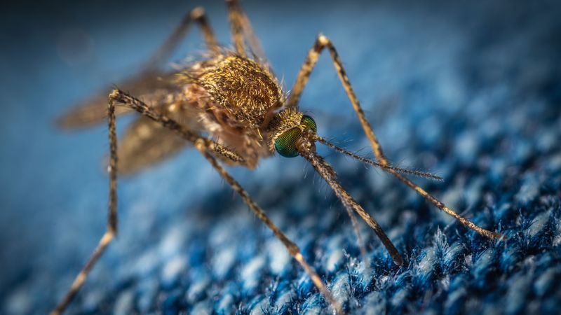 Should My Dog Receive Protection Against Mosquito Bites Too?