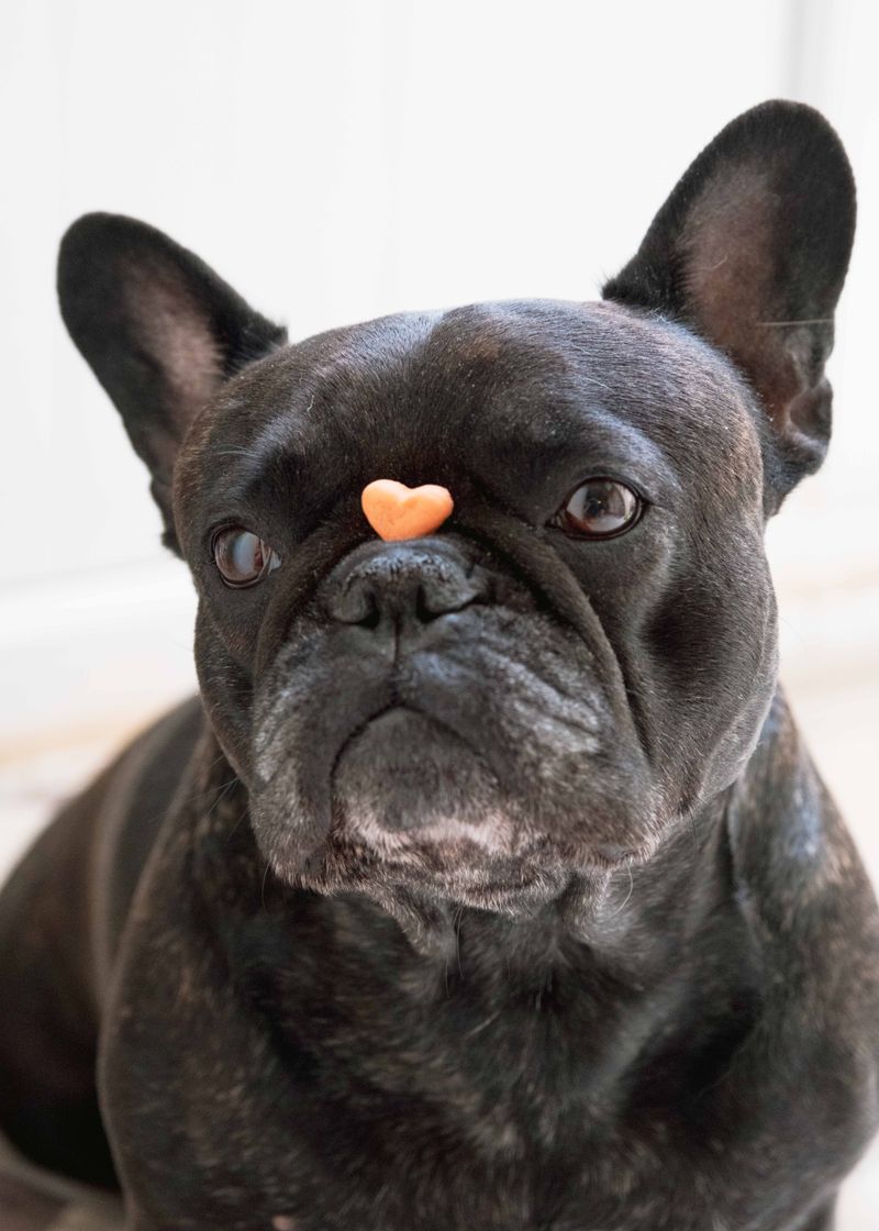 Does My Dog Need Prevention Throughout the Year?