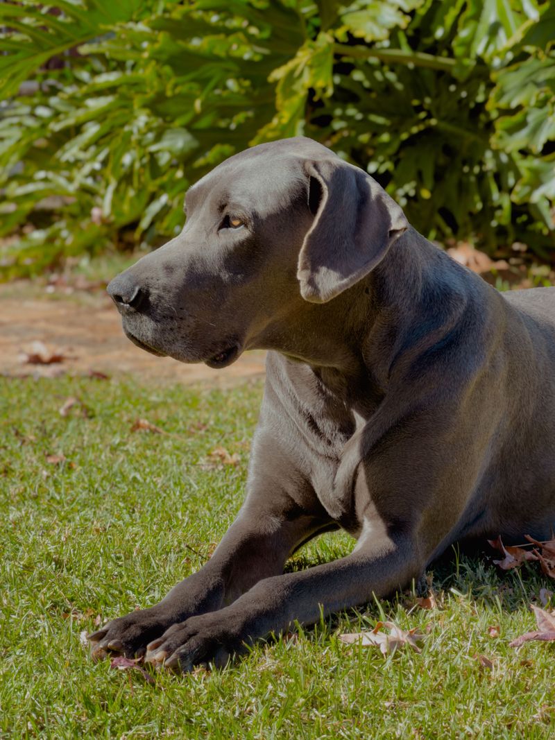 Great Dane: A Gentle Giant Who Ignores the Boom