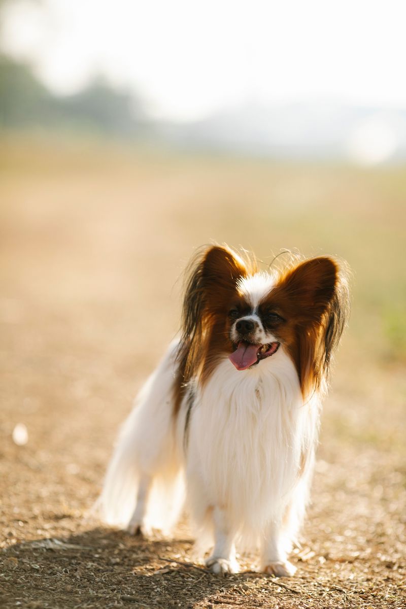 Papillon: Butterfly Ears on the Trail