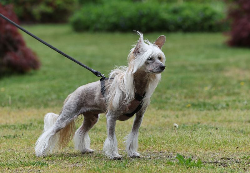 Chinese Crested: The Punk Rock Pup