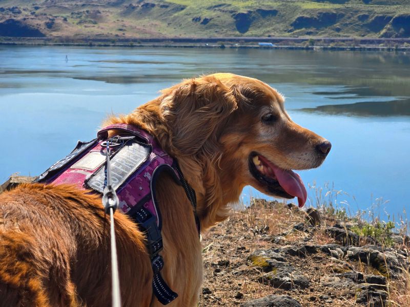Keep Your Dog on a Leash Near the Water