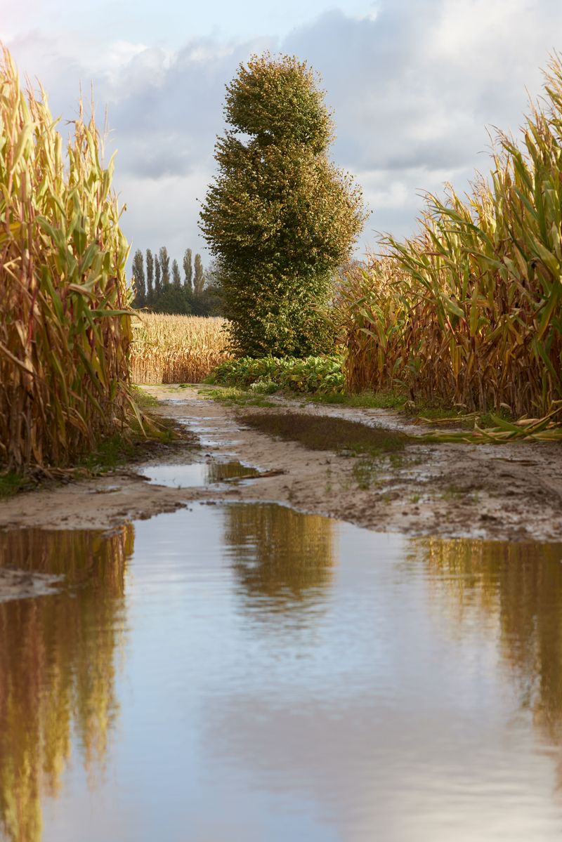 Fertilizer Runoff Can Contaminate Standing Water