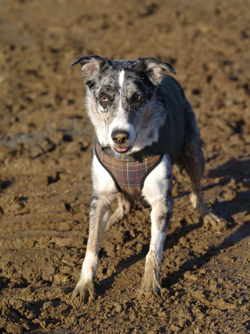 Salt Marsh Mud Can Be Tough On Paws