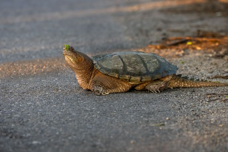 How to Recognize a Snapping Turtle