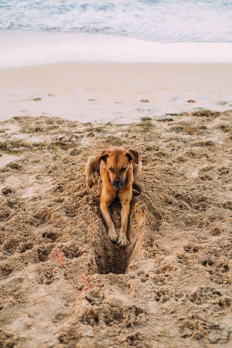 What To Know About Dogs That Dig Or Disturb Soil