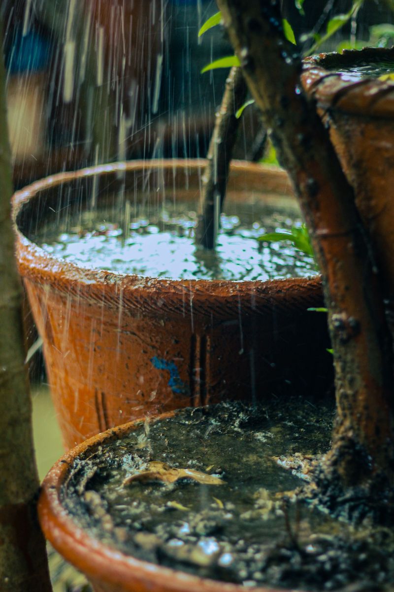 Small Pools of Water Can Support Mosquitoes