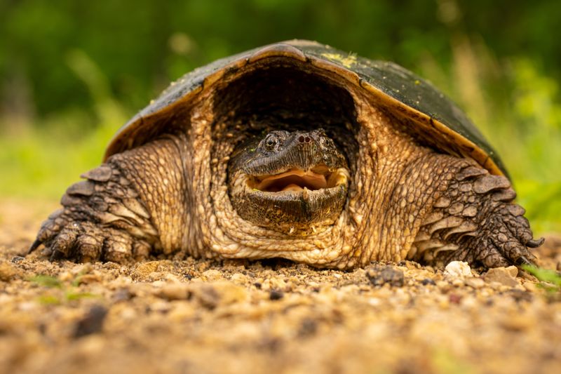 Snapping Turtles Need Their Space