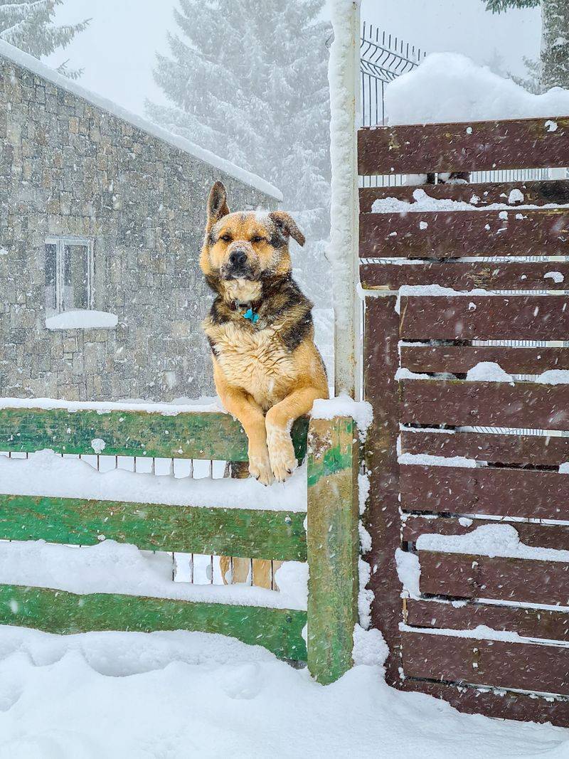 Fences And Gates Need A Winter Check