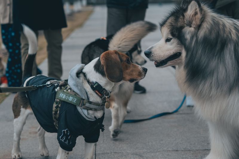 Neighbors Become Part Of The Walk