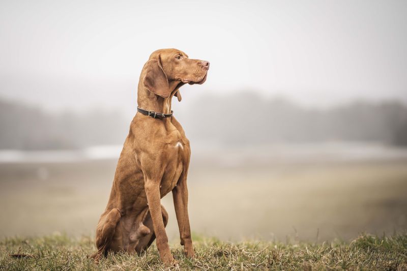 Vizsla: Close Bonds and Quick Feet