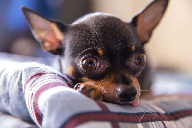 Smooth-Coated Chihuahua: Desert-Tough Sweetheart