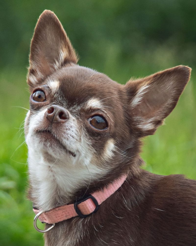Chihuahua: The Mighty Mini
