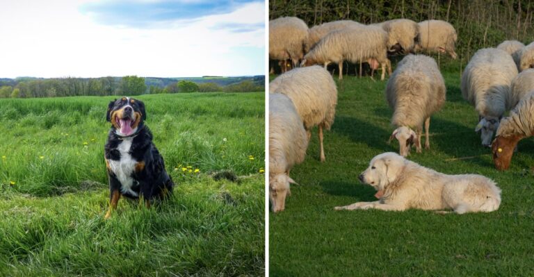 19 Working Dog Breeds For Pennsylvania Farms And Rural Properties