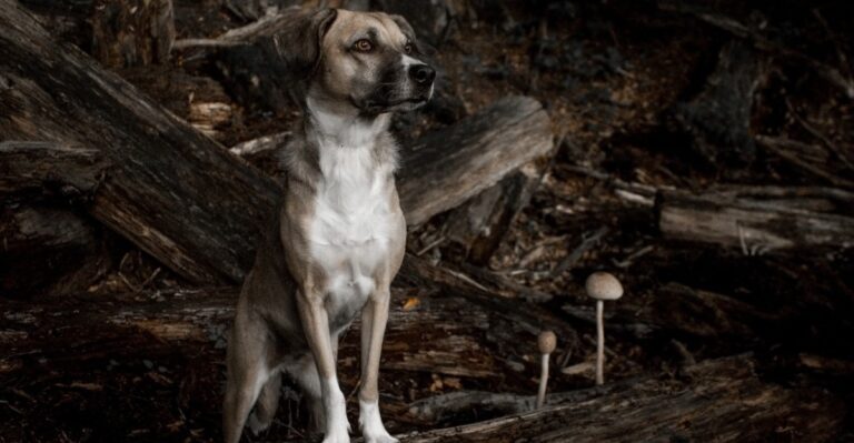 What Michigan Dog Owners Should Know About Blastomycosis Near Damp Soil And Waterways