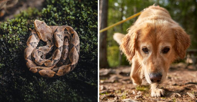 What Ohio Dog Owners Should Know About Copperheads In The Southern Part Of The State
