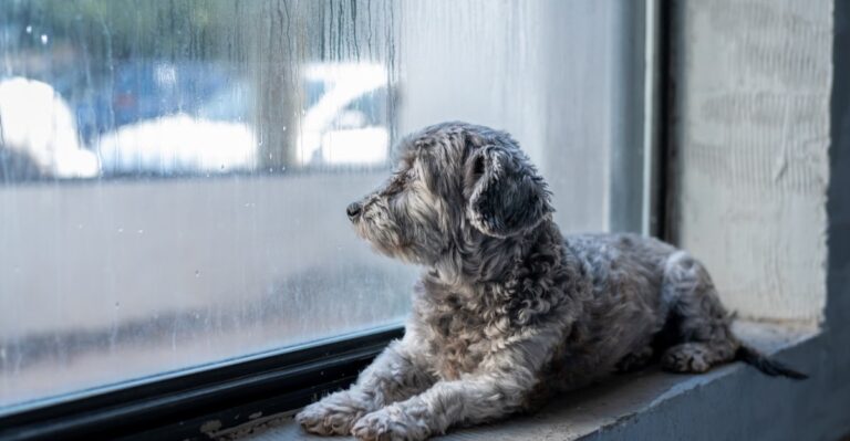 Why Florida Rainy Season Can Turn Puppy House-Training Into A Scheduling Problem