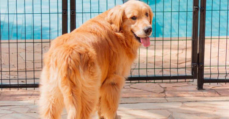 What Florida Families Should Consider Before Adopting A Dog During Summer